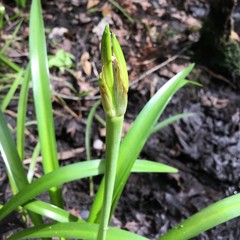 Hymenocallis duvalensis