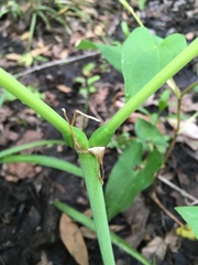Hymenocallis duvalensis