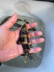 Chinese Lake Gudgeon photo 3