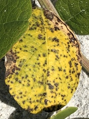 Cercospora canescens
