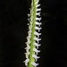 Spiranthes odorata - Photo (c) Jay Horn, μερικά δικαιώματα διατηρούνται (CC BY), uploaded by Jay Horn