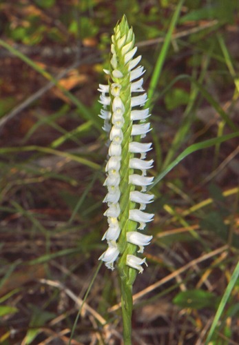 Marsh lady's tresses (Spiranthes odorata)