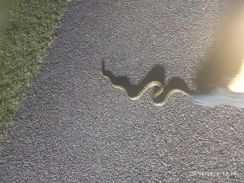 Coastal Carpet Python sighting