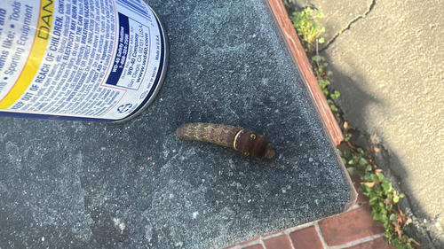 Eastern Tiger Swallowtail