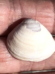 Polymesoda floridana