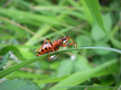 Rhynocoris rubricus