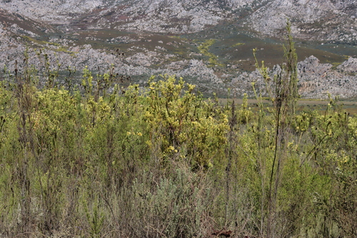 Leucadendron chamelaea, photograph 3