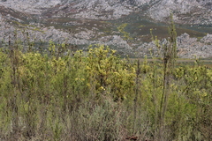Leucadendron chamelaea, photograph (c) Tony Rebelo, some rights reserved (CC BY-SA)