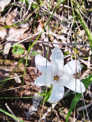 Sparaxis grandiflora