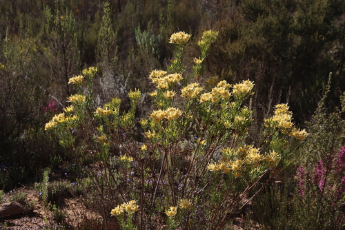 Leucadendron chamelaea, photograph 5