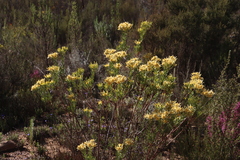 Leucadendron chamelaea, photograph (c) Tony Rebelo, some rights reserved (CC BY-SA)