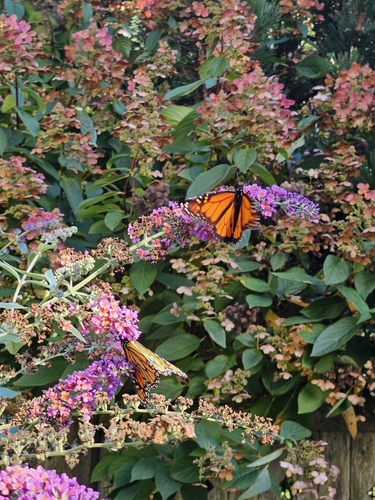 Monarch Butterfly