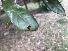 Harmonia axyridis
