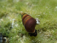 Elimia comalensis