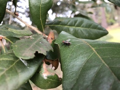 Diptera
