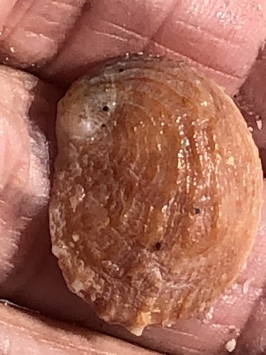 Spiny Slippersnail