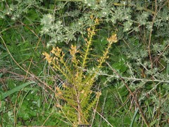 Ulex parviflorus
