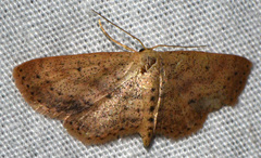 Scopula aemulata