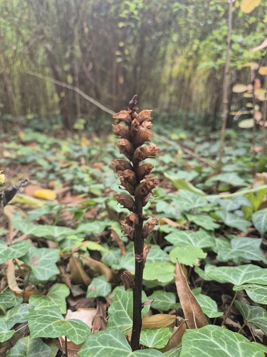 barberry broomrape (Orobanche lucorum)