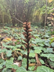 Orobanche lucorum