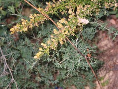 Ulex parviflorus