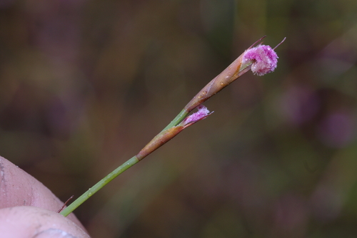 Loxocarya cinerea observed 2025-10-04