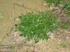 Bituminaria bituminosa