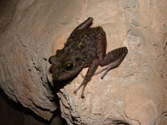 Eleutherodactylus zeus