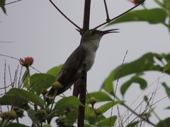 Talaphorus chlorocercus