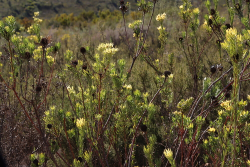 Witsenberg Conebush (Leucadendron chamelaea)