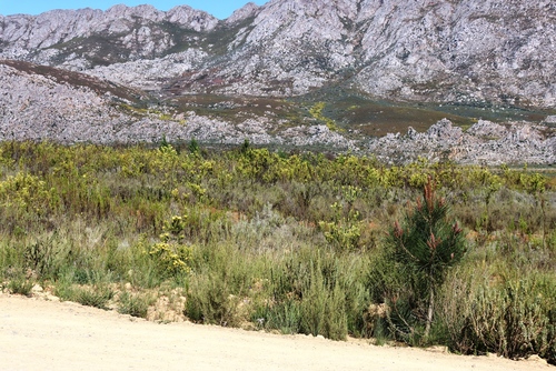 Leucadendron chamelaea, photograph 6