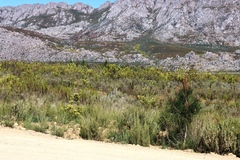 Leucadendron chamelaea, photograph (c) Tony Rebelo, some rights reserved (CC BY-SA)