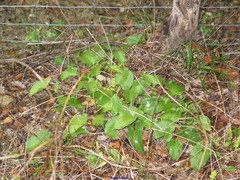 Arisarum simorrhinum