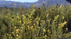 Leucadendron chamelaea, photograph (c) Tony Rebelo, some rights reserved (CC BY-SA)