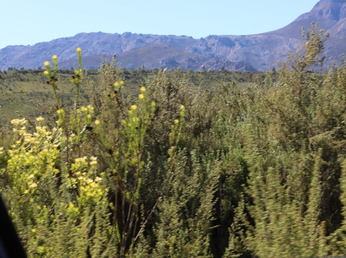 Leucadendron chamelaea, photograph 1