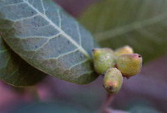 Rhus kearneyi kearneyi