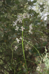 Thelypodium wrightii