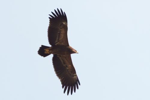 Aigle pomarin, jeune