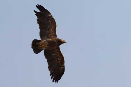 Lesser Spotted Eagle