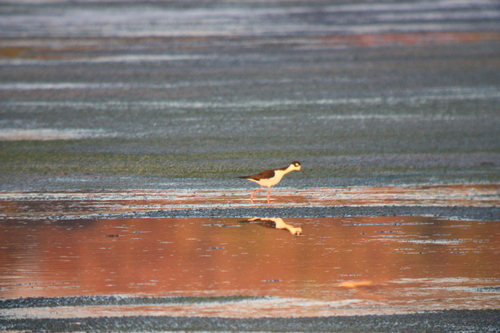 Himantopus mexicanus