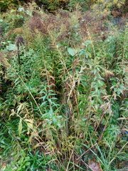 Solidago canadensis
