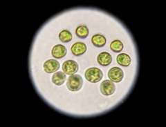 Volvocales
