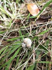 Ordgarius magnificus