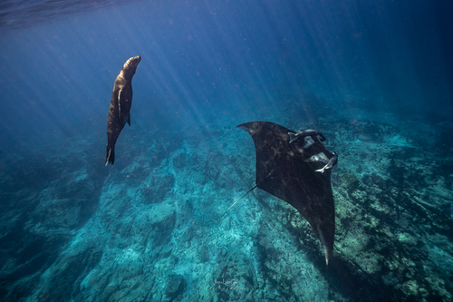 Giant Manta Ray