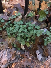Veronica hederifolia
