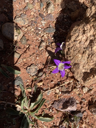 Campanula filicaulis