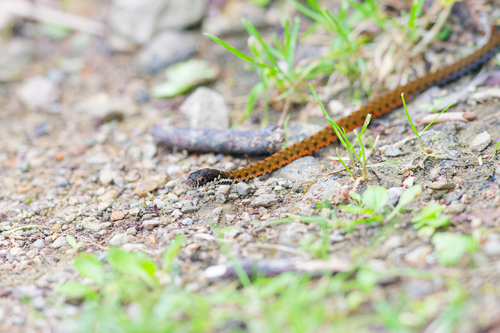 Sarawak Keelback