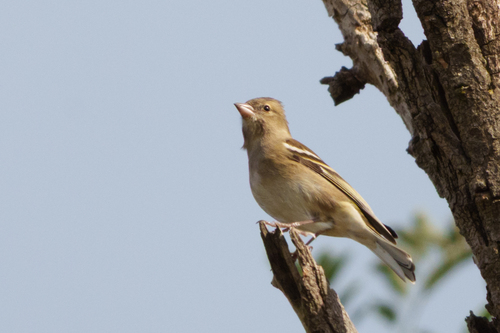 Common Chaffinch