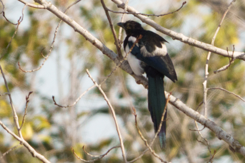 Eurasian Magpie