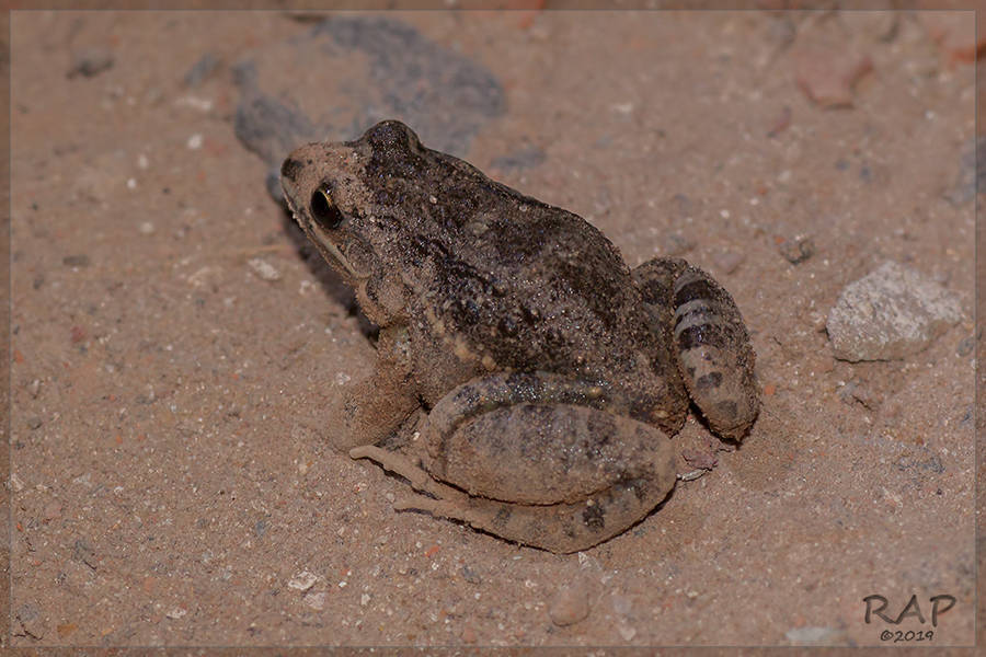 Oven Frog